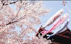 日本本州5晚6日+花之都+江之电+经典美食+京都镰仓双古都+一晚温泉酒店