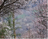 万亩梅园—平通走马羌寨梅花山一日游