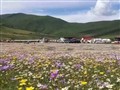 俄木塘花海、红原大草原经典三日
