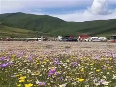 俄木塘花海、红原大草原经典三日