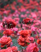 花游记--玫瑰花溪谷.欧洲厨房世界一日游