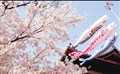 日本本州5晚6日+花之都+江之电+经典美食+京都镰仓双古都+一晚温泉酒店