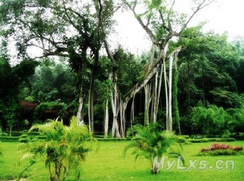 西双版纳原始森林公园731.jpg